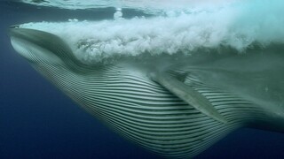 【BBC】An incredibly stunning documentary—The Sardine Feast