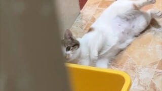 How can there be a cat with two faces, little clip