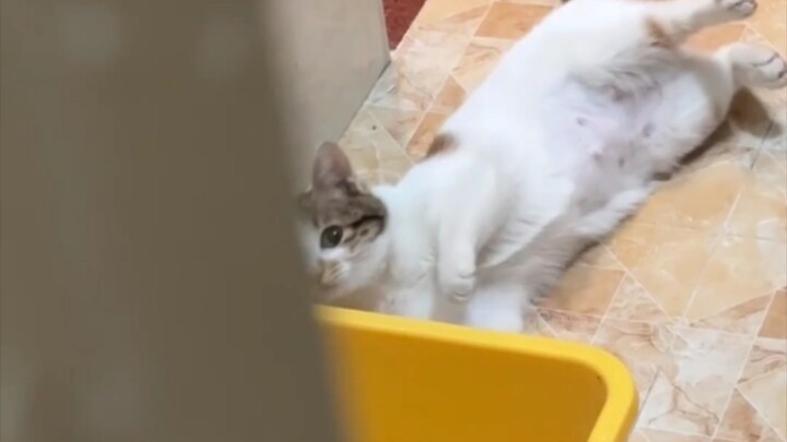 แมวสองหน้าจะมีได้ยังไงคะคลิปน้อย