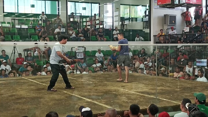Quality Fights - Las pinas Cavite ,Col 🐓🐓