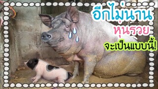 มาเลี้ยงหมูไปดูหมูแคระจะแคระแค่ไหนไปชมกันครับ😅🤣😂🐷