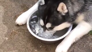 这玩意儿 我就喜欢看别人养