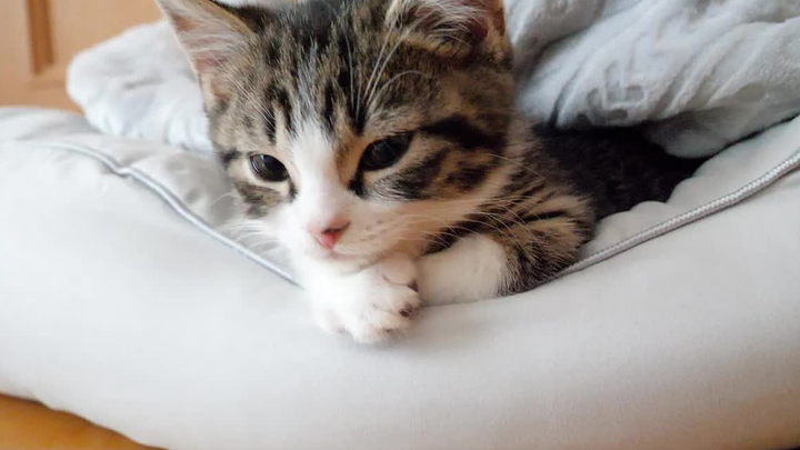 Chú mèo Coco đã có được một chiếc giường thú cưng