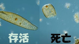 Rekaman mikroskop: Proses kematian sebuah paramecium