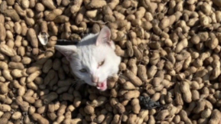 “Hoa của người hâm mộ K”