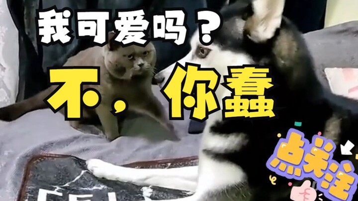 Những động vật nhỏ dễ thương, ngốc nghếch