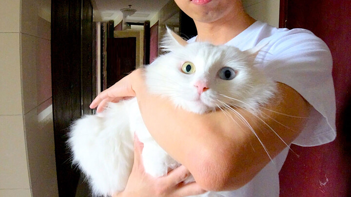 Training Housecat To Go Out. Did She Turn Into A Cotton Ball?