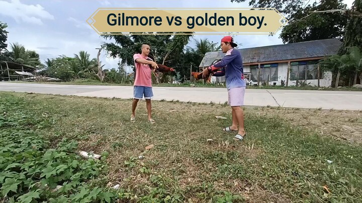 golden boy vs gelmore hatch.
