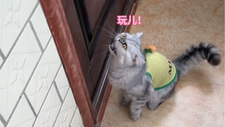 Successfully CPU a kitten who wants to go out and play on a rainy day