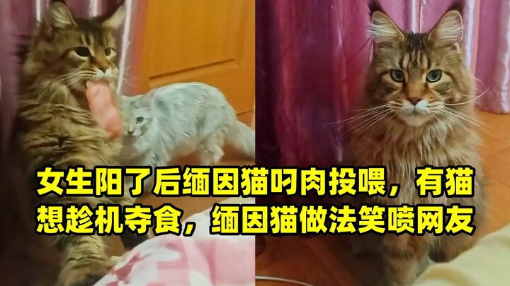 Sau khi cô gái dương tính, mèo Maine Coon tha thịt đến “đút ăn”, có con mèo khác tranh thủ cướp đồ, 