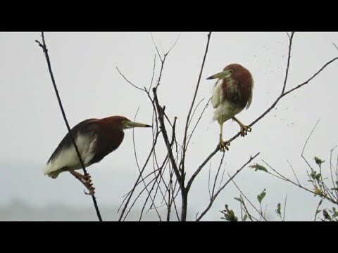 BURUNG-BURUNG INI TERYATA PEMANGSA IKAN YANG SERING ADA DI SEKITARAN KITA (burung rawa)
