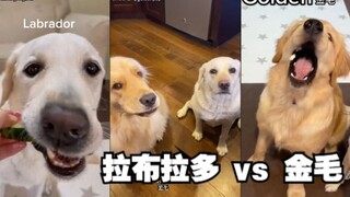 Chúng ta có thể phân biệt Labrador và Golden Retriever thông qua hành vi nào?