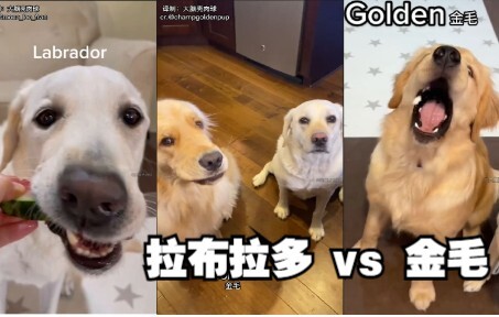 What behaviors can we use to tell the difference between Labradors and Golden Retrievers?