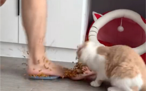 Cat: Check this out—it’s freaking amazing!