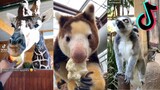 Exotic Animals of TikTok