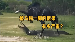 How serious are the consequences of being kicked by a horse? #Science #Unwind #Horse #FantasticBeast