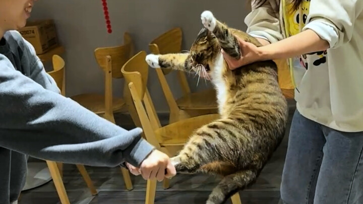 “Kucing Pemberontak”