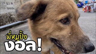อาการงอลแบบแมนๆ หมาหมูปิ้ง กิ๊กเก่าหมาหมูทะ -หมาจรน่ารัก