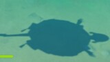 [ Genshin Impact ] My name is Ayaka Kamisato, and I am a turtle