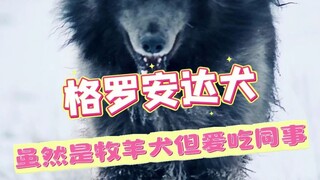 Just ask—who wouldn’t want to own a dog this full of security? #Gronendael #Security #Dog #GuardDog