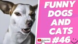 Funny Animal Videos 2022  Best Dogs And Cats Videos 😺😍 # 46