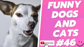 Funny Animal Videos 2022  Best Dogs And Cats Videos 😺😍 # 46