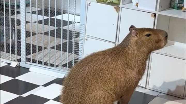 Capybara: Đồng nghiệp của tôi luôn sủa như chó