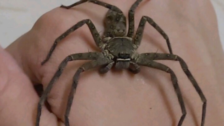 การโต้ตอบอันเป็นมิตรกับแมงมุมขาวหน้าผากสูง