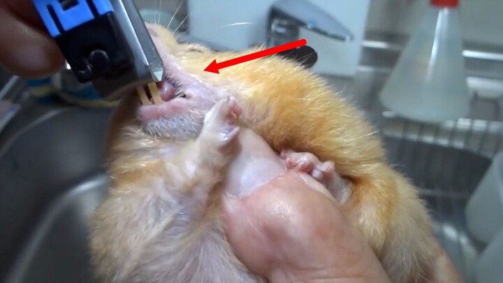 This hamster tries to save its teeth by giving up its food