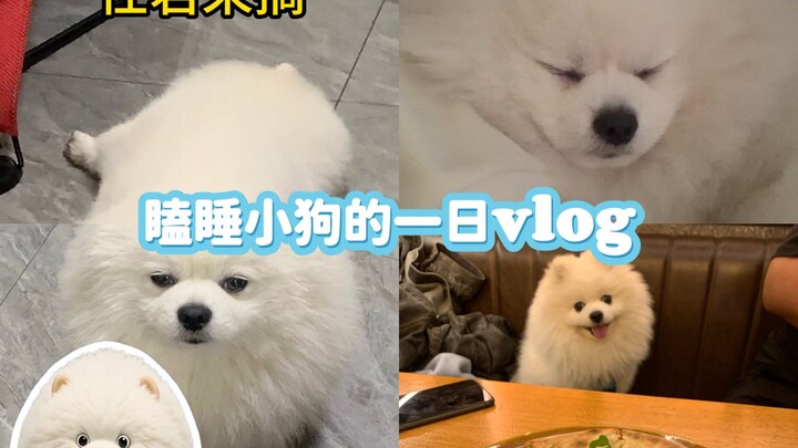 🐶 فِلُوغ | هل يخطط كِزْبا الشرير لإرسال أمه إلى برنامج «تحولات»؟!