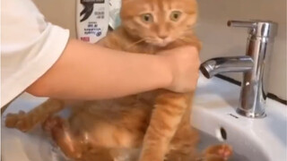 猫: 你…你在教我做事？？？