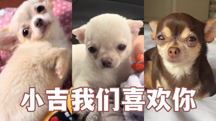 我们吉娃娃何时才能崛起？