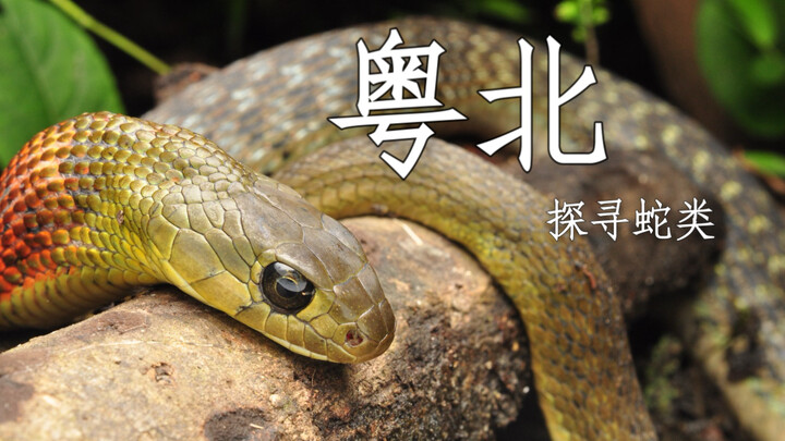 Together with Brother Yu from Shaoguan, we’ve joined forces to explore the snake species of northern