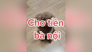 Ba con keo với bà nội nè cô chú 🤣🤣🤣 HatDe TeamHatDe DpgTraining Dog 강아지 멍멍이 thucung