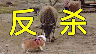 ใครจะไปคิดว่า Corgi จริงๆ แล้วเป็น "สุนัขต้อนวัว"