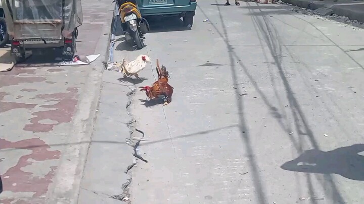 sinibilang Bicol best