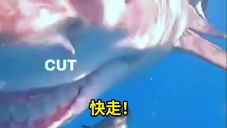 潜水员被一头鲨鱼盯上了，眦着大白牙一个劲顶他...虽然最后他安全脱身，但是这个过程看着也太可怕了