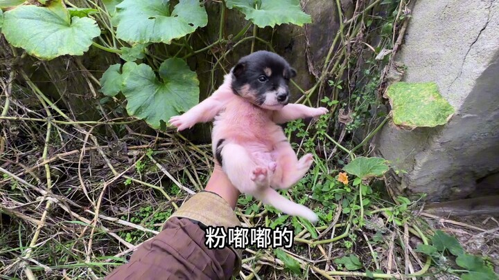 Anak anjing ditinggalkan di kandang babi terbengkalai dan menggigil kedinginan, selamatkanlah dia!