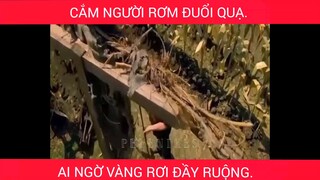 Cắm người rơm đuổi quạ, ai ngờ vàng rơi đầy ruộng