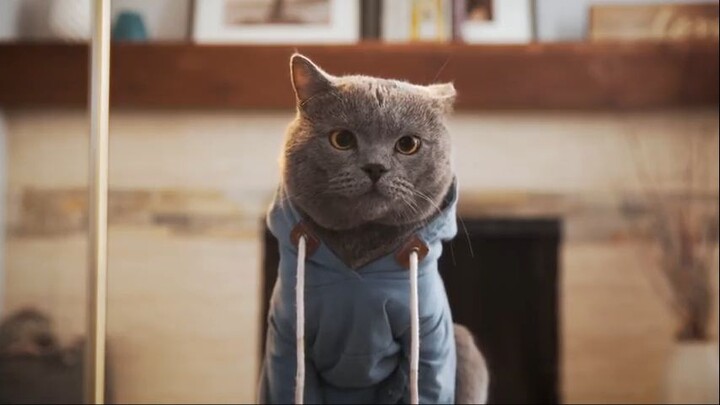 World's Most Obedient Cat