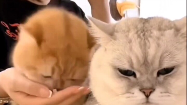 “Perak misterius” yang rela pakai tubuhnya buat blok kamera cuma karena nggak dikasih freeze-dried—n