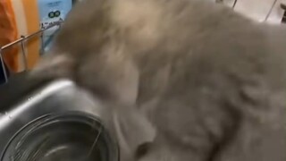 Legendary Kittens Collection
