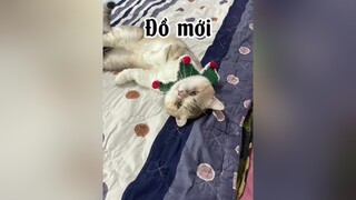 Mẫu k có bờ rồ phếch xờ nồ gì . Chán quá cute mèo cat