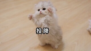 Một chú mèo con được con người nuôi dưỡng sẽ ngoan ngoãn như thế nào khi lớn lên?