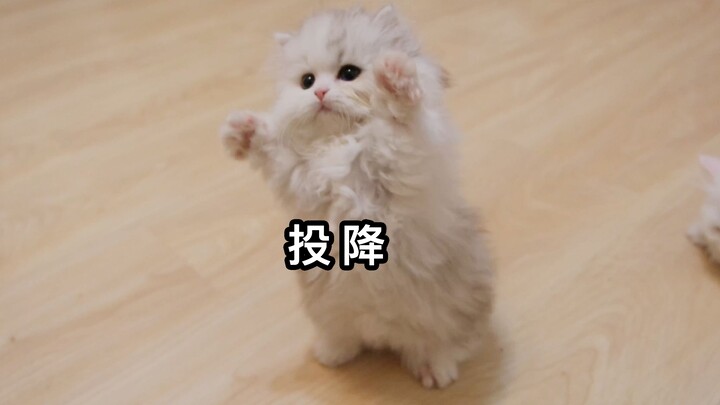 How well-behaved will a kitten that has been raised by humans be when it grows up?