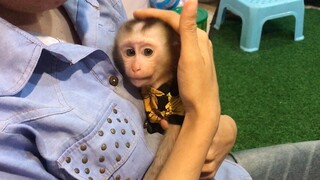 Monkey Mino love mommy very much, doesn't want to go a way