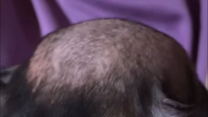 Mengapa kepala anjing kecil itu sampai botak seperti ini?