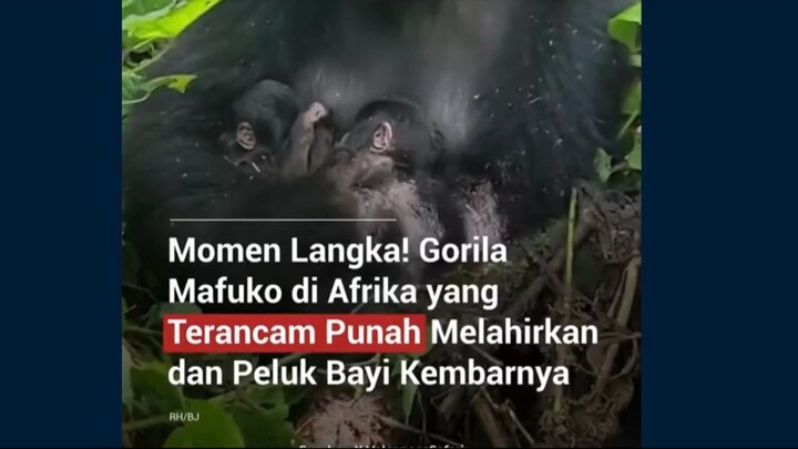 #NEWS #beritaterkini #fyp #viral #infoindonesia #breakingnews