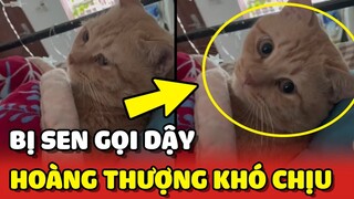 Cái kết ĐAU LÒNG cho con Sen khi gọi Hoàng Thượng DẬY SỚM 😂 | Yêu Lu