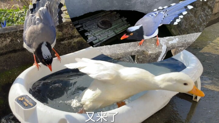 Blue Magpie spreads its wings, brutally beats the Call Duck